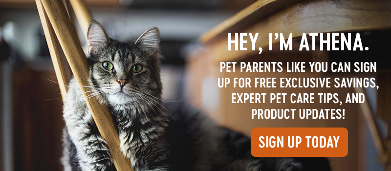 join our community, Guide To Wet & Dry Cat Food