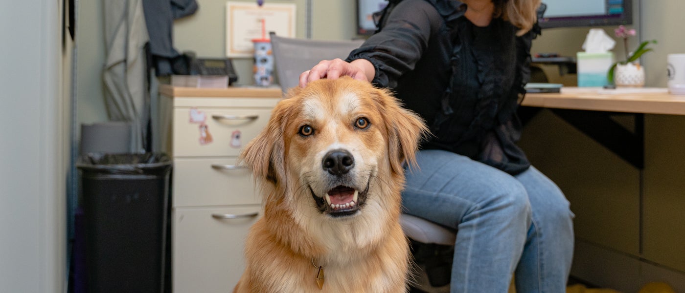 Why Pet Friendly Companies Are on the Rise Wellness Pet Food