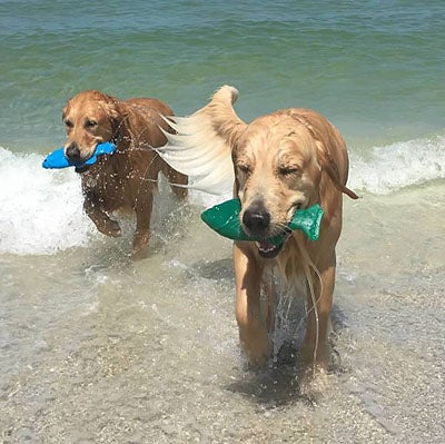 toys, Tips for Taking Your Dog To The Beach