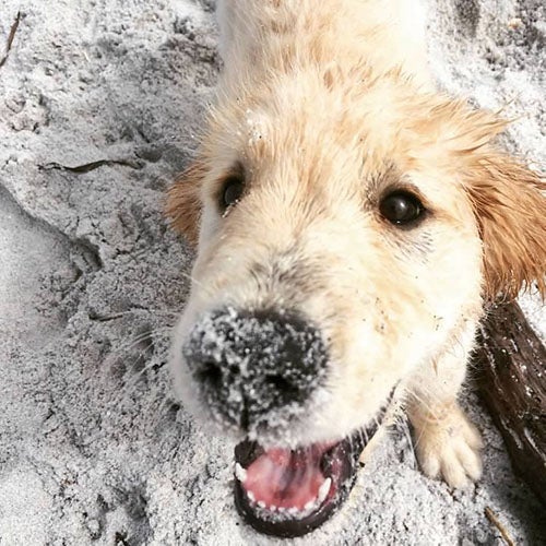 beach dog, Tips for Taking Your Dog To The Beach