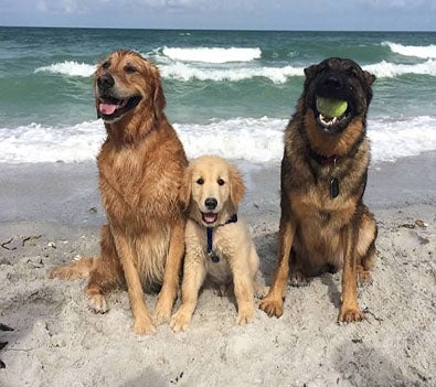 socializing, Tips for Taking Your Dog To The Beach