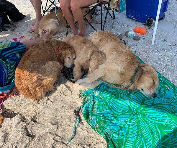 shade, Tips for Taking Your Dog To The Beach