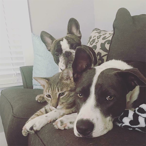 dogs and cat snuggling together, Say ‘I Love You’ to Your Pet In Their Language
