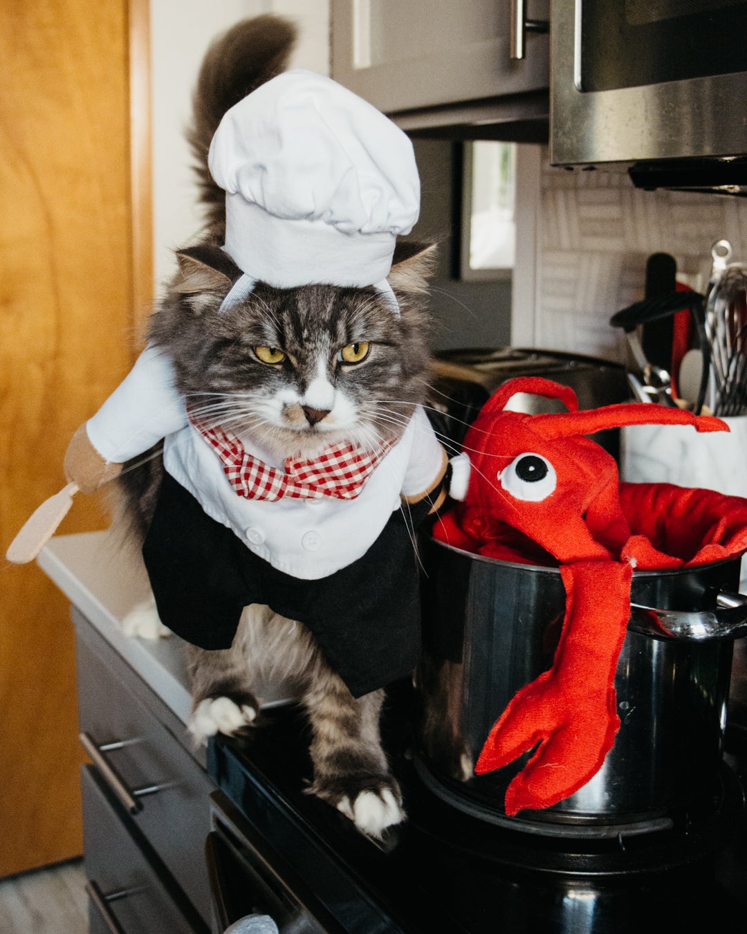 revenge on last years lobster costume, dogs dressed up for halloween, dog halloween costumes, costumes for dogs, wellness pet food, wet dog food, dry dog food