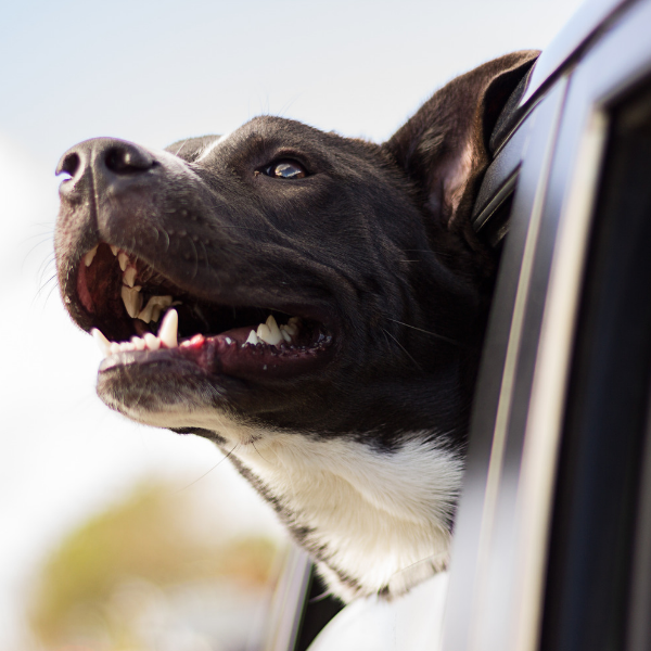 pit bull in car, 7 Lesser Known Pitbull Facts, wellness pet foot, wet dog food, dry dog food, healthy dog food
