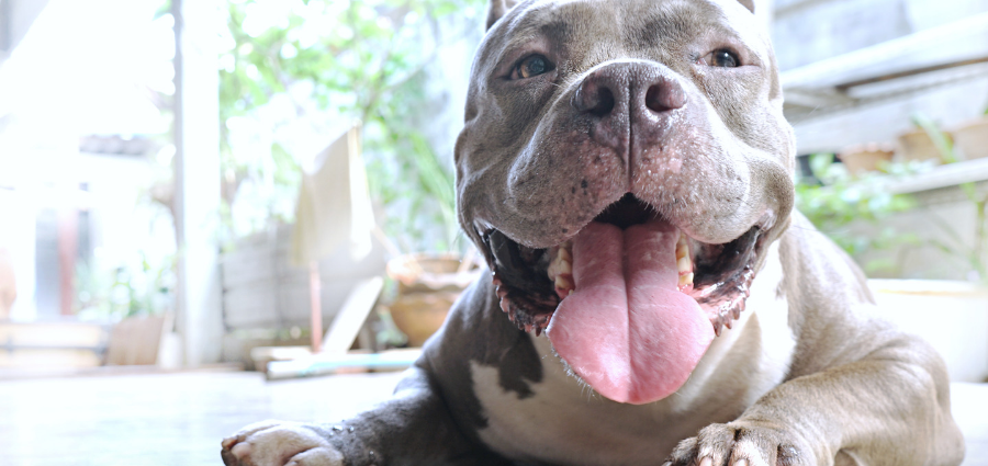 7 Lesser Known Pitbull Facts | Wellness Pet Food
