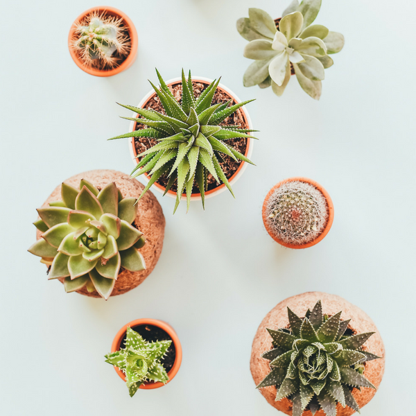 succulents safe for pets, 10 Beautiful Indoor Plants That Are Pet Safe