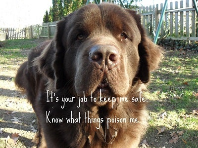 Poison Prevention Month, Poison Prevention Safety Tips for Pets