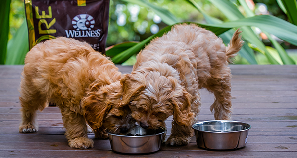 Puppies eating Wellness CORE