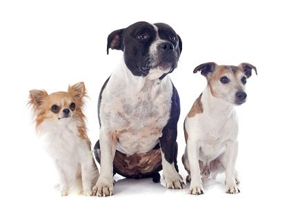 adopt a senior dog month, When you adopt a Senior dog, you get all the benefits of a sweet, doggie companion without any of the headaches of potty training, chewing and mess-making so common to puppydom.