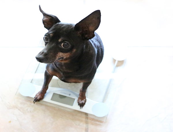 older dog, Preventative Healthcare for Senior Pets