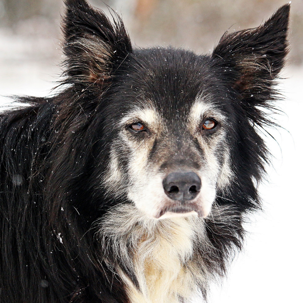 Taking Care of a Senior Pet, senior dog food, healthy dog food, wet dog food, dry dog food 