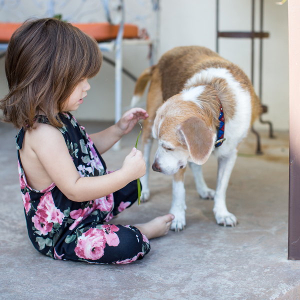 Taking Care of a Senior Pet, senior dog food, healthy dog food, wet dog food, dry dog food 