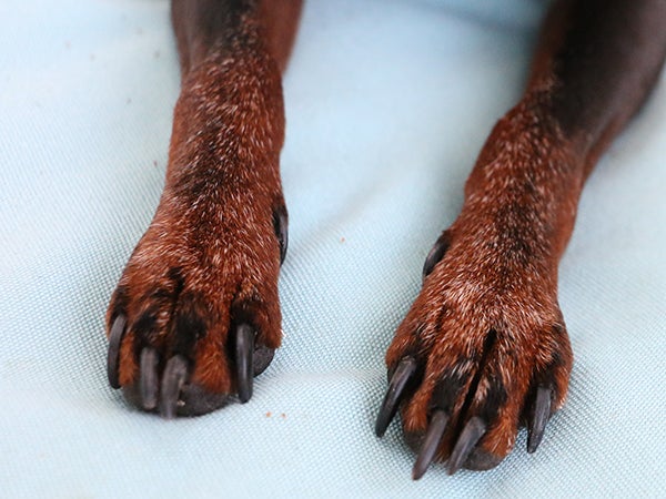 pet grooming, Preventative Healthcare for Senior Pets