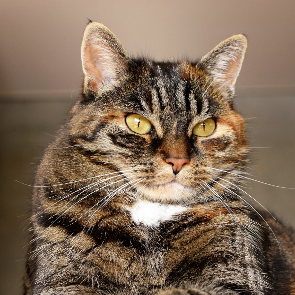 senior cat food, healthy food for older cats