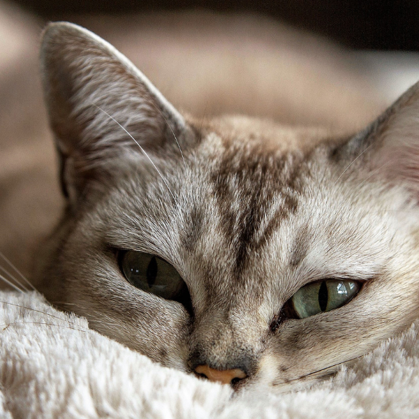 senior cat food, healthy food for older cats