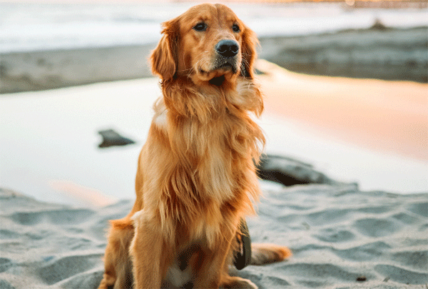 Golden Retriever on beach, Best Spring Break Destinations for Dog Lovers