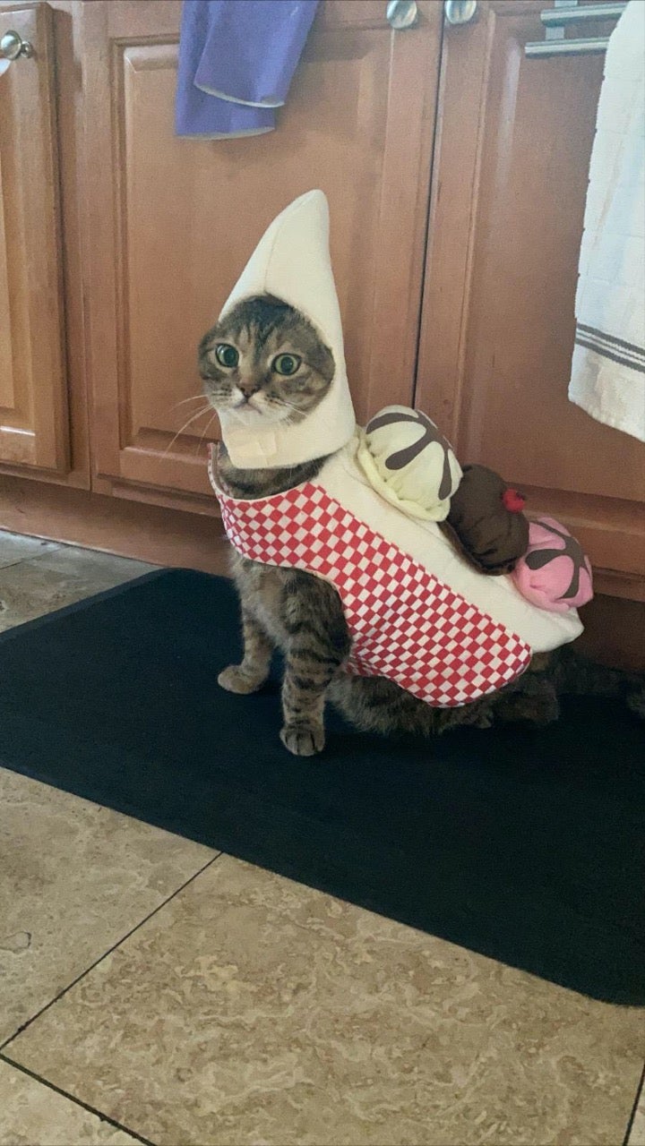 cat wearing costume