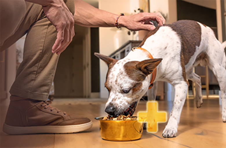 CORE+ Dogs Wellness Pet Food