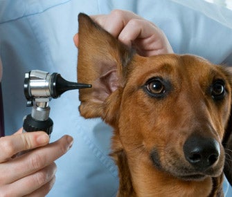Pet Ear Exam, How Do You Detect Cancer Early in Your Pets?