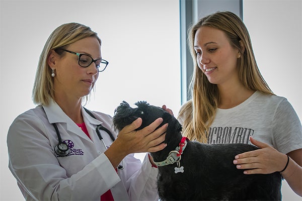 veterinary dental check for dog, How Do I Know if my Dog Has Dental Disease?