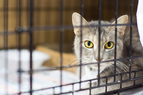 Rescued cat from Hurricane Harvey