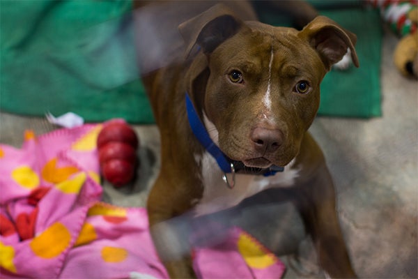 rescued dog from Hurricane Harvey