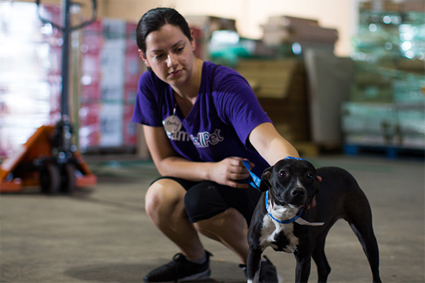 Volunteer with Hurricane Harvey dog