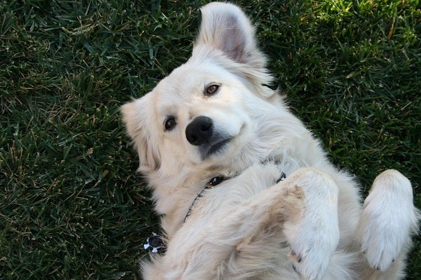 dog in grass