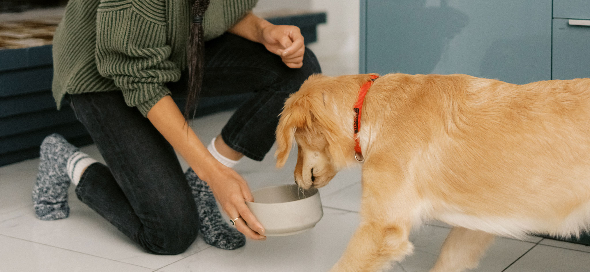 Wellness wet dog food recipes are thoughtfully crafted in a variety of crave-worthy flavors and textures that your dog will love. Every recipe is made with high-quality ingredients to support whole-body health so that you and your dog can share a life of wellbeing together.