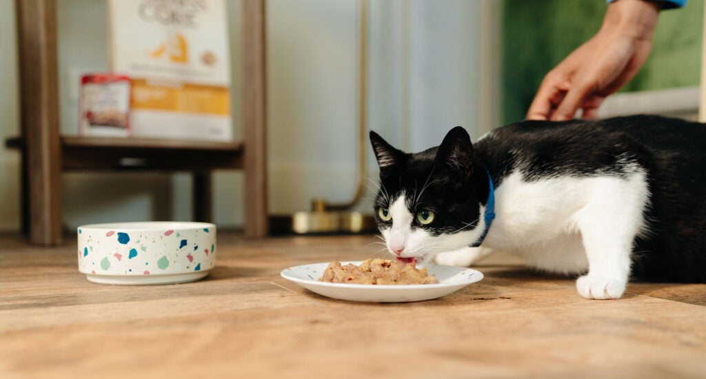 Wet Cat Food Wellness Pet Food