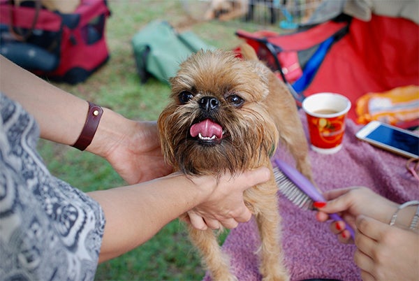 dog getting brushed