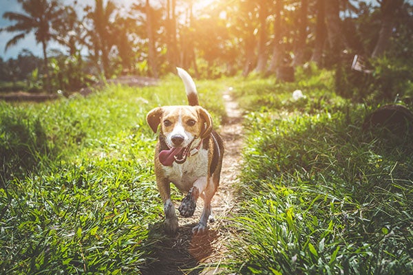 Tips for When You're Grieving The Loss of a Beloved Pet