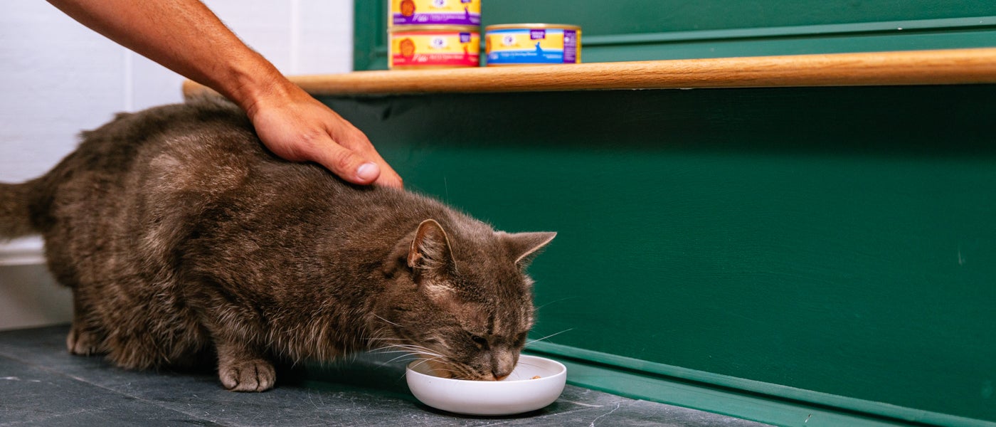 Adding Wet Cat Food To Your Cat's Healthy Diet Wellness Pet Food