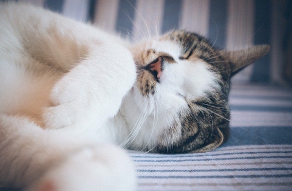 sleeping cat 2, Why Do Cats Sleep So Much