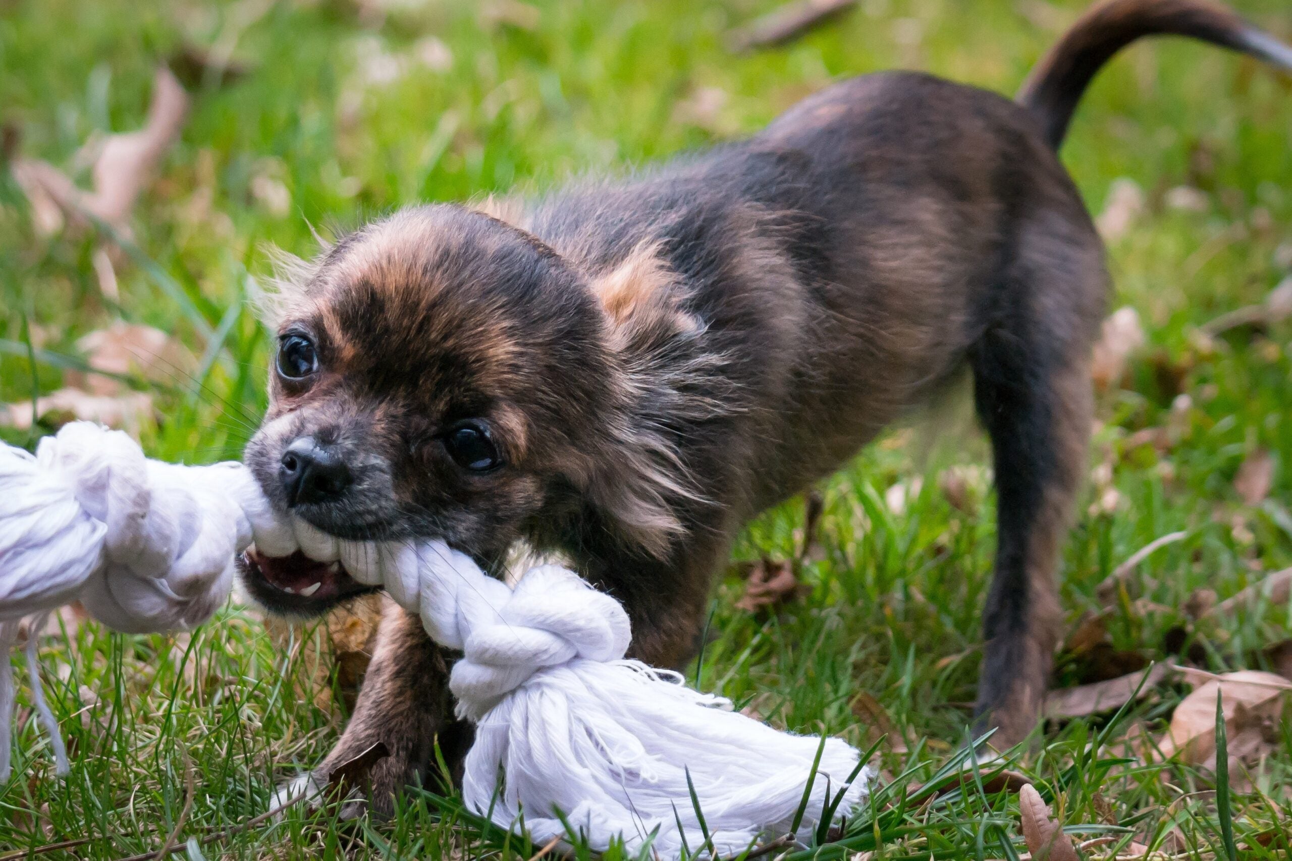 small dog exercise