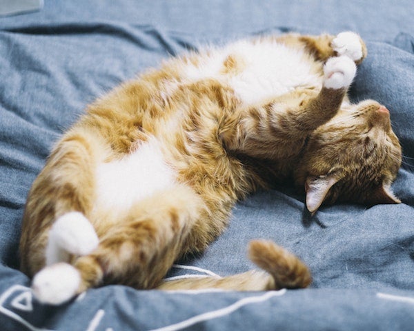 sleeping cat 3, Why Do Cats Sleep So Much
