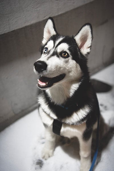 sit, Tricks Every Dog Should Know