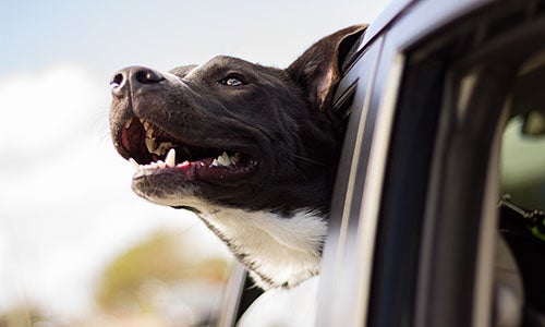 Ways To Spoil Your Dog