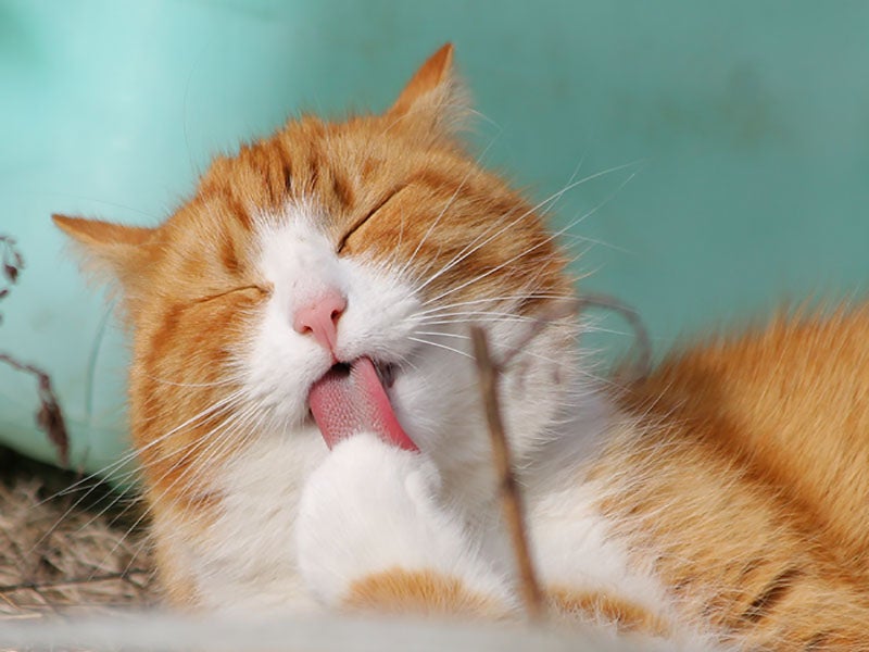 grooming - Hot weather brings days of swimming, sunbathing, picnics, playing outdoors, grilling and just enjoying the good weather. For cats, however, especially ones who have access to the outdoors, hot weather can also mean discomfort and potential danger.