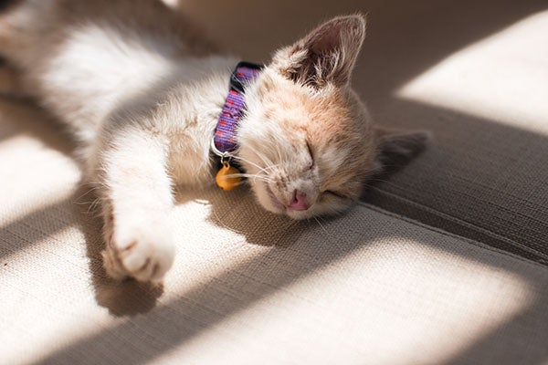Tips for When You're Grieving The Loss of a Beloved Pet