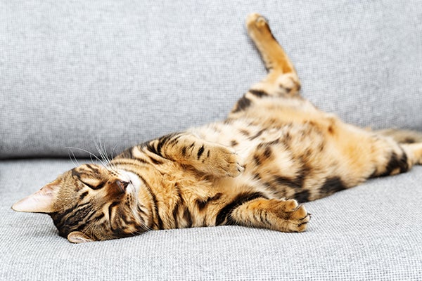 belly up cat sleeping, Cat Sleeping Positions