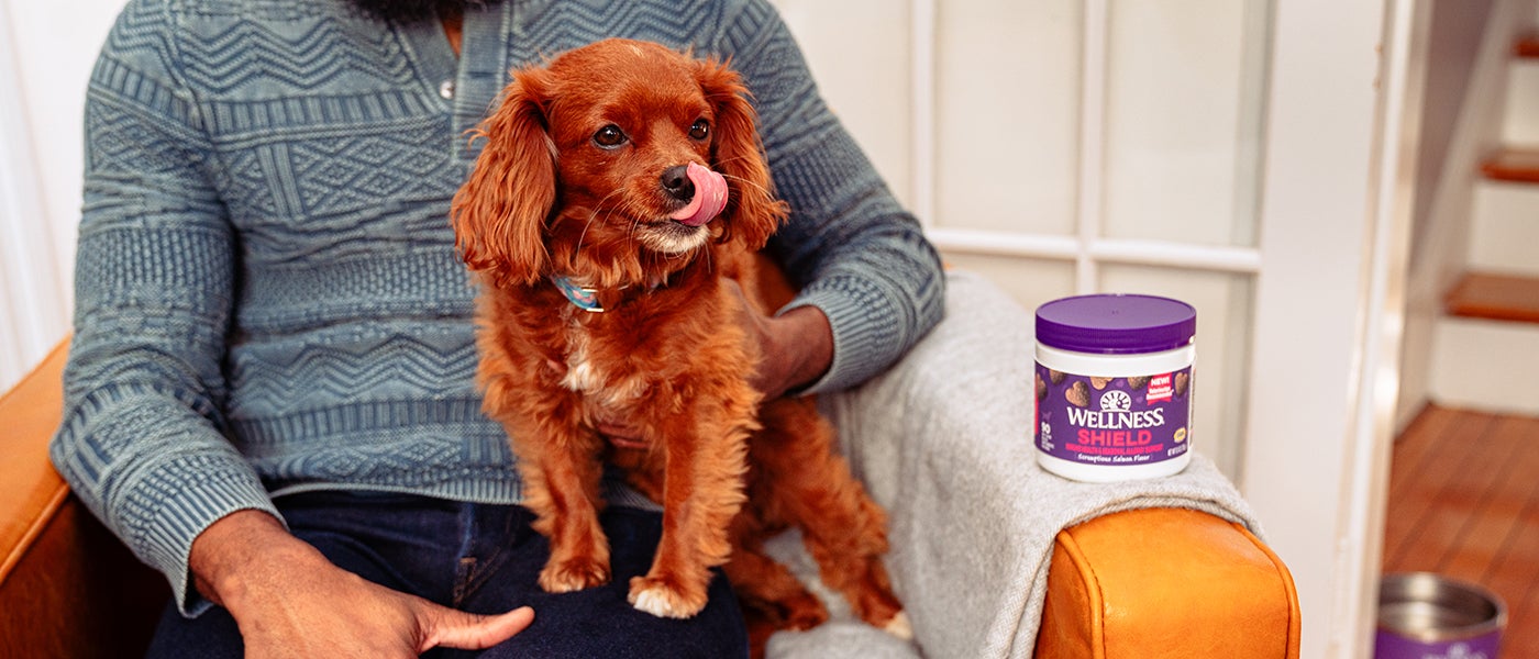 Best dog food for dermatitis clearance