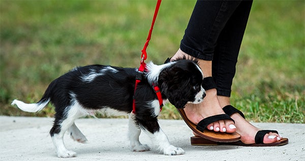 puppy going for a walk