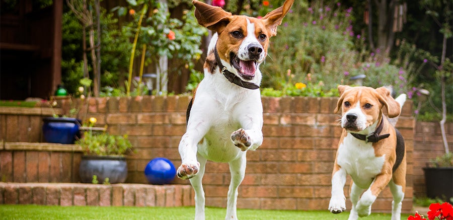 Non-Toxic Plants for Dogs and Cats: Pet-Safe Guide | Wellness Pet Food