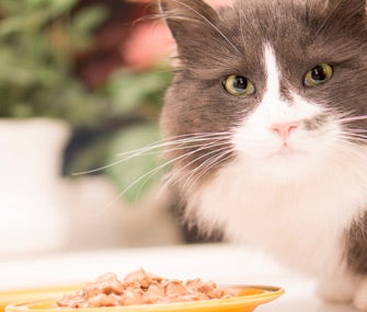 Cat eating wet food