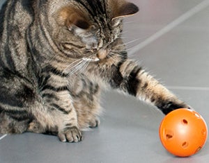 Cat playing with food puzzle toy