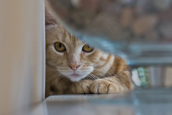 Solving the Signs of Separation Anxiety in Pets