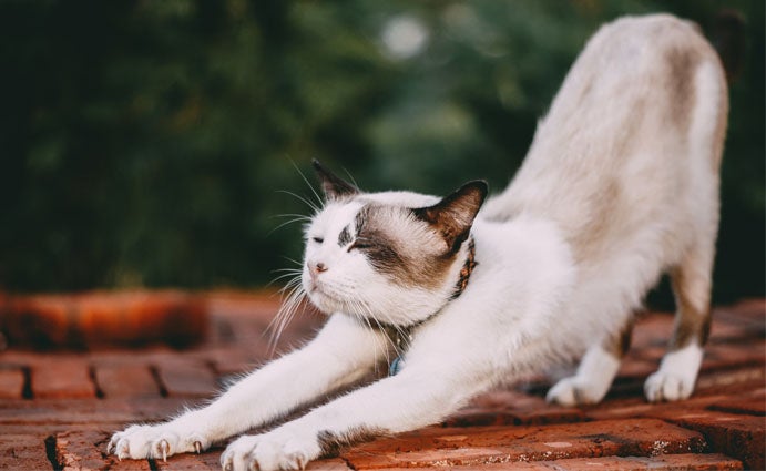 cat stretching