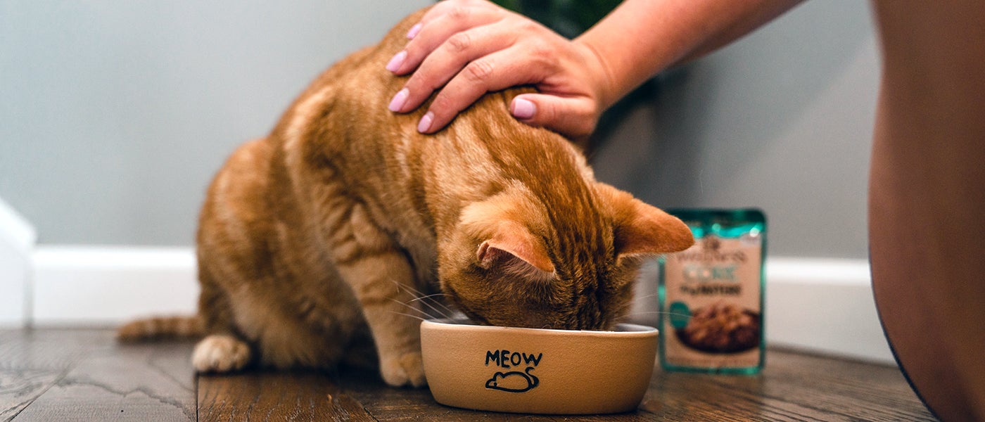 Promoting Mealtime Catisfaction | Wellness Pet Food